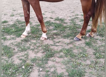 Hannoveraner, Wallach, 4 Jahre, 171 cm, Fuchs