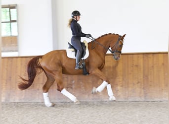 Hannoveraner, Wallach, 4 Jahre, 171 cm, Fuchs