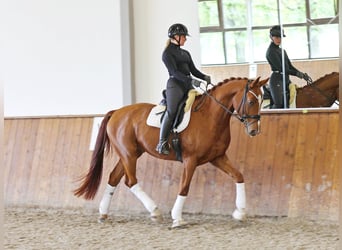 Hannoveraner, Wallach, 4 Jahre, 171 cm, Fuchs