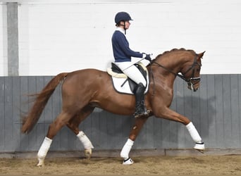 Hannoveraner, Wallach, 4 Jahre, 171 cm, Fuchs