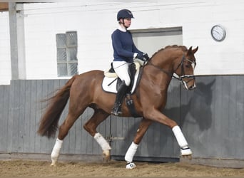 Hannoveraner, Wallach, 4 Jahre, 171 cm, Fuchs