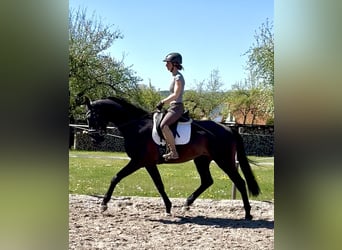 Hannoveraner, Wallach, 4 Jahre, 171 cm, Rappe