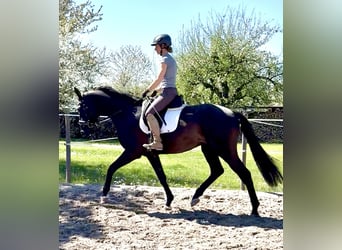 Hannoveraner, Wallach, 4 Jahre, 171 cm, Rappe