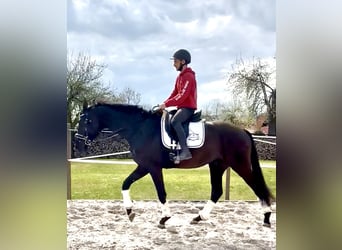 Hannoveraner, Wallach, 4 Jahre, 171 cm, Rappe