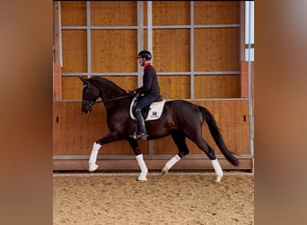Hannoveraner, Wallach, 4 Jahre, 171 cm, Rappe