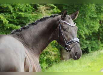 Hannoveraner, Wallach, 4 Jahre, 171 cm, Rappe