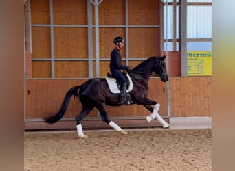 Hannoveraner, Wallach, 4 Jahre, 171 cm, Rappe