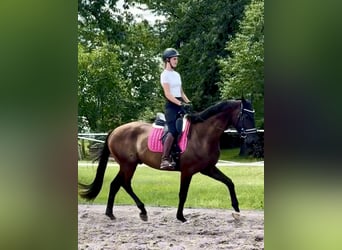 Hannoveraner, Wallach, 4 Jahre, 171 cm, Rappe