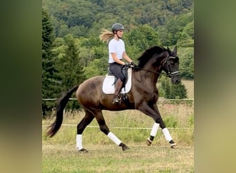 Hannoveraner, Wallach, 4 Jahre, 171 cm, Rappe
