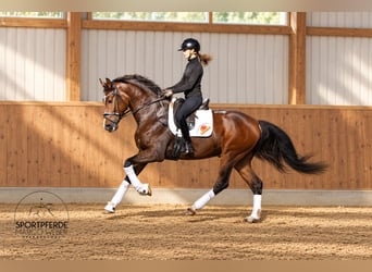 Hannoveraner, Wallach, 4 Jahre, 172 cm, Brauner