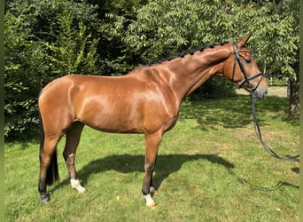 Hannoveraner, Wallach, 4 Jahre, 172 cm, Brauner