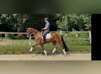 Hannoveraner, Wallach, 4 Jahre, 172 cm, Brauner