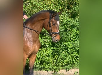 Hannoveraner, Wallach, 4 Jahre, 172 cm, Brauner