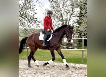 Hannoveraner, Wallach, 4 Jahre, 172 cm, Brauner