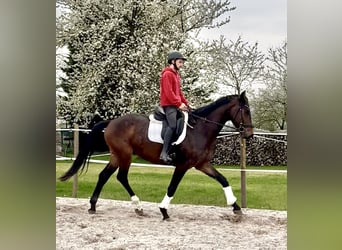 Hannoveraner, Wallach, 4 Jahre, 172 cm, Brauner