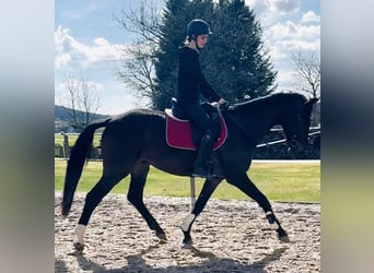 Hannoveraner, Wallach, 4 Jahre, 172 cm, Brauner