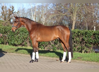 Hannoveraner, Wallach, 4 Jahre, 172 cm, Brauner