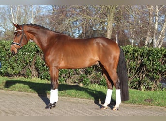 Hannoveraner, Wallach, 4 Jahre, 172 cm, Brauner