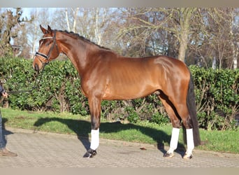 Hannoveraner, Wallach, 4 Jahre, 172 cm, Brauner