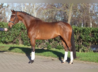 Hannoveraner, Wallach, 4 Jahre, 172 cm, Brauner