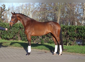 Hannoveraner, Wallach, 4 Jahre, 172 cm, Brauner