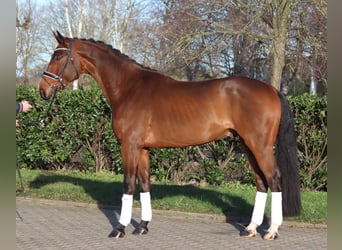 Hannoveraner, Wallach, 4 Jahre, 172 cm, Brauner