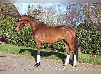 Hannoveraner, Wallach, 4 Jahre, 172 cm, Brauner