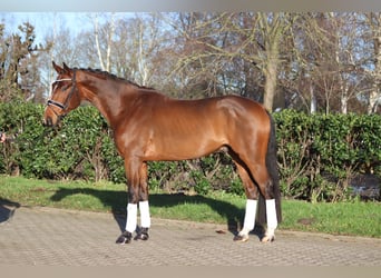 Hannoveraner, Wallach, 4 Jahre, 172 cm, Brauner