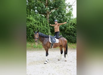 Hannoveraner, Wallach, 4 Jahre, 172 cm, Brauner