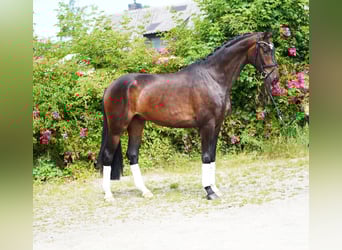 Hannoveraner, Wallach, 4 Jahre, 172 cm, Brauner