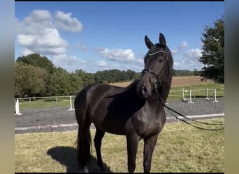 Hannoveraner, Wallach, 4 Jahre, 172 cm, Brauner