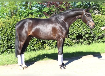 Hannoveraner, Wallach, 4 Jahre, 172 cm, Brauner
