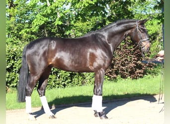 Hannoveraner, Wallach, 4 Jahre, 172 cm, Brauner