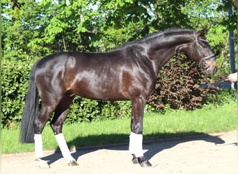 Hannoveraner, Wallach, 4 Jahre, 172 cm, Brauner