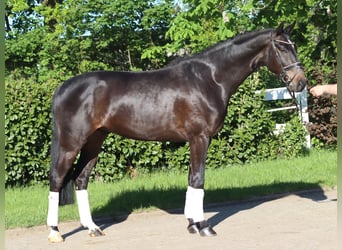 Hannoveraner, Wallach, 4 Jahre, 172 cm, Brauner