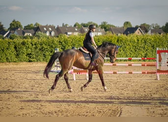 Hannoveraner, Wallach, 4 Jahre, 172 cm, Brauner