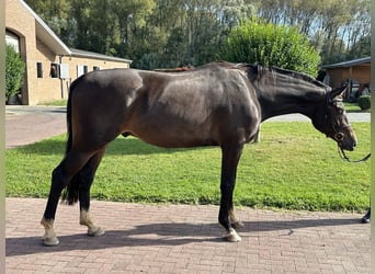 Hannoveraner, Wallach, 4 Jahre, 172 cm, Brauner