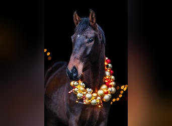 Hannoveraner, Wallach, 4 Jahre, 172 cm, Dunkelbrauner