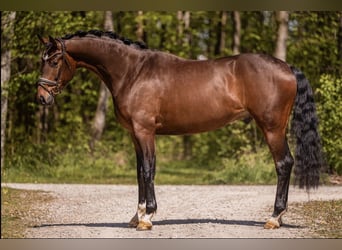 Hannoveraner, Wallach, 4 Jahre, 172 cm, Dunkelbrauner