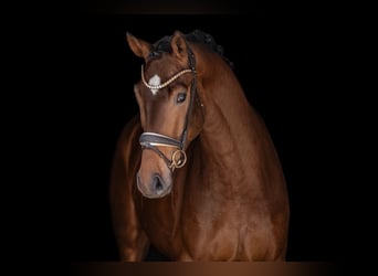 Hannoveraner, Wallach, 4 Jahre, 172 cm, Dunkelbrauner