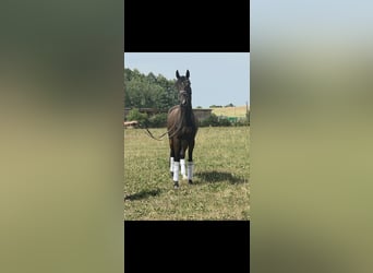 Hannoveraner, Wallach, 4 Jahre, 172 cm, Dunkelbrauner