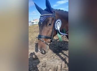 Hannoveraner, Wallach, 4 Jahre, 172 cm, Dunkelbrauner