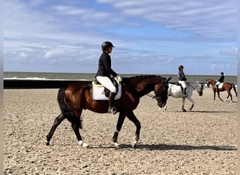 Hannoveraner, Wallach, 4 Jahre, 172 cm, Dunkelbrauner
