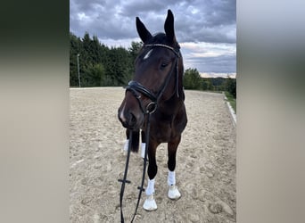 Hannoveraner, Wallach, 4 Jahre, 172 cm, Dunkelbrauner