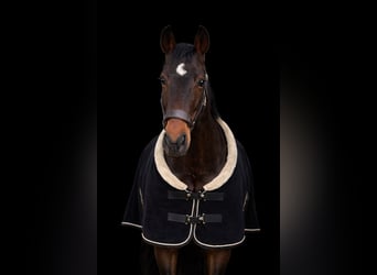 Hannoveraner, Wallach, 4 Jahre, 172 cm, Dunkelbrauner