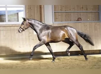 Hannoveraner, Wallach, 4 Jahre, 172 cm, Dunkelbrauner