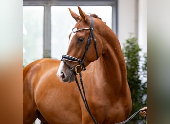 Hannoveraner, Wallach, 4 Jahre, 172 cm, Dunkelfuchs