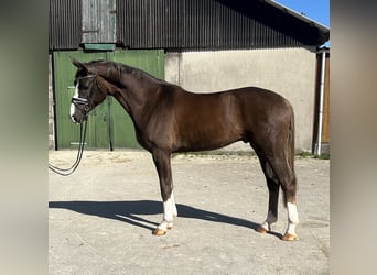 Hannoveraner, Wallach, 4 Jahre, 172 cm, Dunkelfuchs