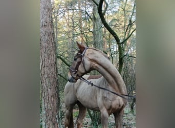 Hannoveraner, Wallach, 4 Jahre, 172 cm, Fuchs