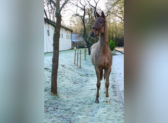 Hannoveraner, Wallach, 4 Jahre, 172 cm, Fuchs